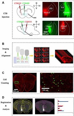 Brain-Wide Mapping of Afferent Inputs to Accumbens Nucleus Core Subdomains and Accumbens Nucleus Subnuclei